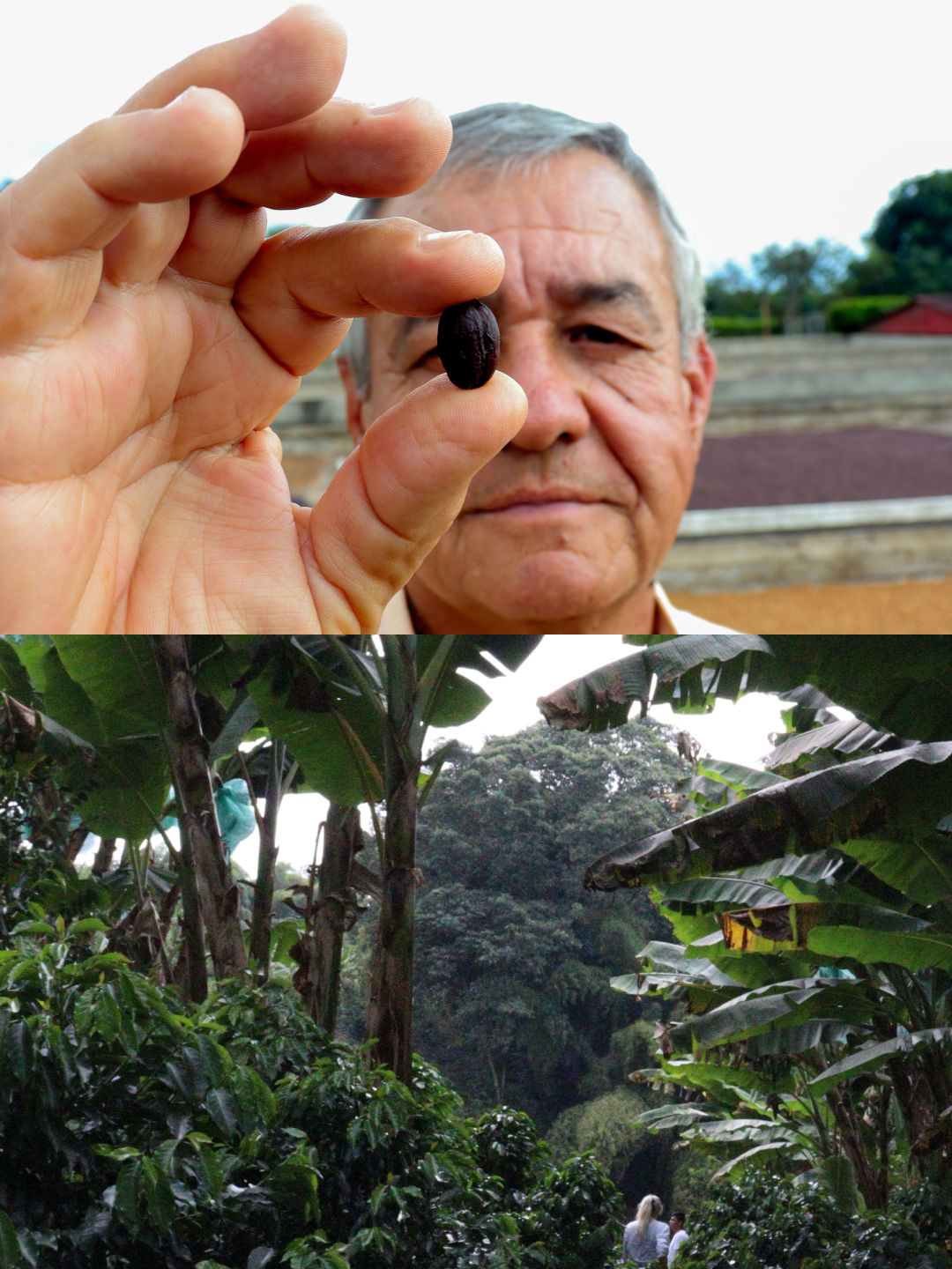 Jairo Arcila, Rose Tea