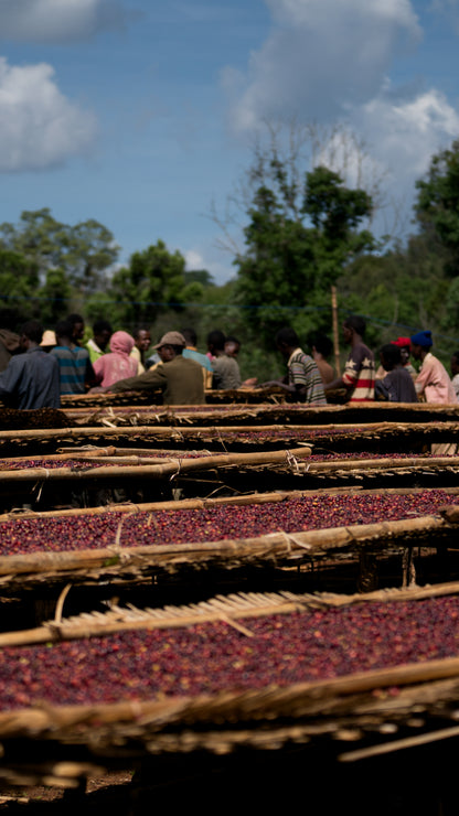 Halo Beriti, Grade 1