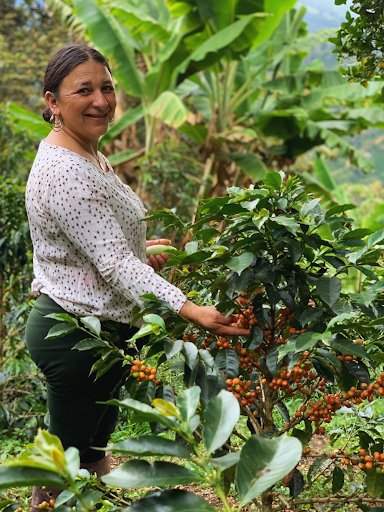 Gloria Ortega, Farm El Progreso, Colombia. Fresh roasted coffee beans. évery specialty coffee roasters. Coffee subscription Canada. Single origin coffee. 