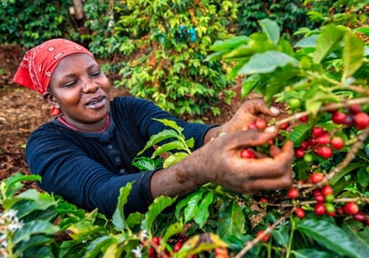 Kenya coop ab. Fresh roasted coffee beans. évery specialty coffee roasters. Coffee subscription Canada. Single origin coffee. 