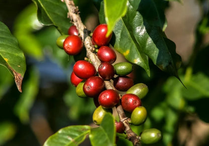 Kenya coop ab. Fresh roasted coffee beans. évery specialty coffee roasters. Coffee subscription Canada. Single origin coffee. 