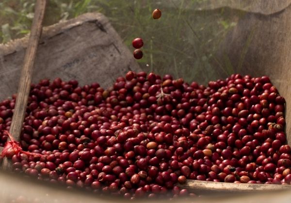 Kenya coop ab. Fresh roasted coffee beans. évery specialty coffee roasters. Coffee subscription Canada. Single origin coffee. 