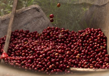 Kenya coop ab. Fresh roasted coffee beans. évery specialty coffee roasters. Coffee subscription Canada. Single origin coffee. 
