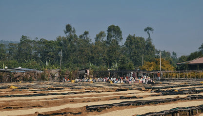 Basha Bekele