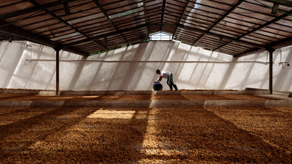 Sebastian Ramirez. Fresh roasted coffee beans. évery specialty coffee roasters. Coffee subscription Canada. Single origin coffee. 