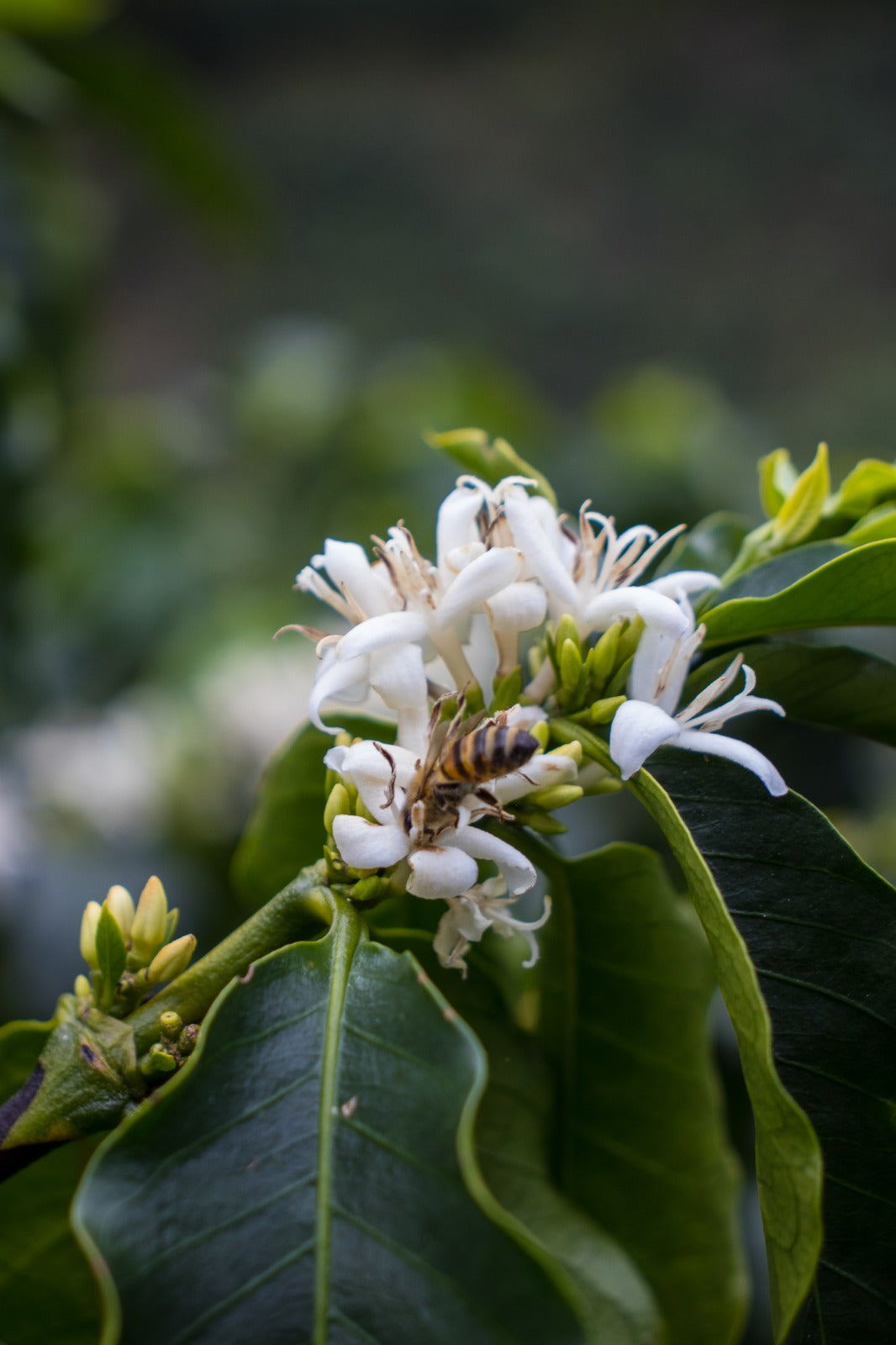 Jairo Arcila, Rose Tea