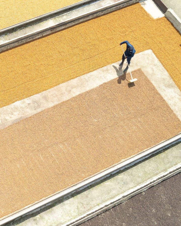 Jairo Arcila, Rose Tea