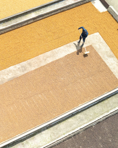 Jairo Arcila, Rose Tea